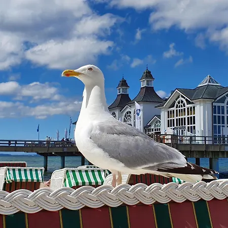 Inselliebe Ruegen Inkl Sauna Und 3h Taeglich Eintritt Ahoi Schwimmbad *